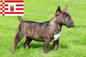 Mehr über den Artikel erfahren Miniature Bull Terrier Züchter und Welpen in Bremen