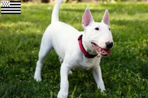 Mehr über den Artikel erfahren Miniature Bull Terrier Züchter und Welpen in der Bretagne