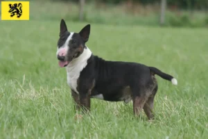 Mehr über den Artikel erfahren Miniature Bull Terrier Züchter und Welpen in Flandern