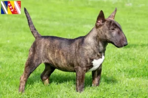 Mehr über den Artikel erfahren Miniature Bull Terrier Züchter und Welpen in Grand Est