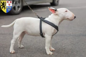 Mehr über den Artikel erfahren Miniature Bull Terrier Züchter und Welpen in Hauts-de-France