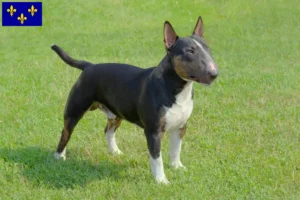 Mehr über den Artikel erfahren Miniature Bull Terrier Züchter und Welpen in Île-de-France