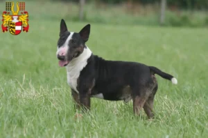 Mehr über den Artikel erfahren Miniature Bull Terrier Züchter und Welpen in Kärnten