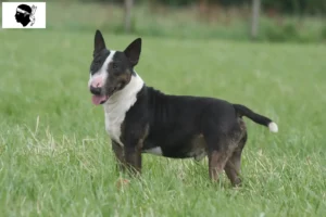 Mehr über den Artikel erfahren Miniature Bull Terrier Züchter und Welpen auf Korsika