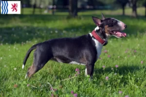 Mehr über den Artikel erfahren Miniature Bull Terrier Züchter und Welpen in Nouvelle-Aquitaine