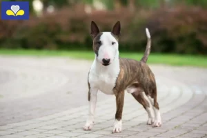 Mehr über den Artikel erfahren Miniature Bull Terrier Züchter und Welpen in Region Brüssel-Hauptstadt