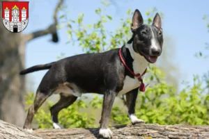 Mehr über den Artikel erfahren Miniature Bull Terrier Züchter und Welpen in Salzburg