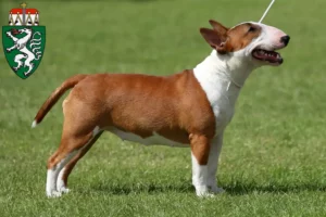 Mehr über den Artikel erfahren Miniature Bull Terrier Züchter und Welpen in der Steiermark