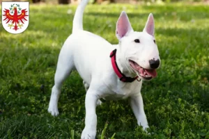 Mehr über den Artikel erfahren Miniature Bull Terrier Züchter und Welpen in Tirol