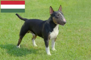 Mehr über den Artikel erfahren Miniature Bull Terrier Züchter und Welpen in Ungarn