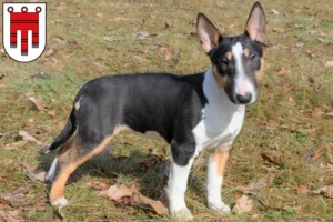 Mehr über den Artikel erfahren Miniature Bull Terrier Züchter und Welpen in Vorarlberg