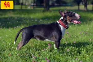 Mehr über den Artikel erfahren Miniature Bull Terrier Züchter und Welpen in Wallonische Region