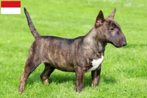 Mehr über den Artikel erfahren Miniature Bull Terrier Züchter und Welpen in Wien