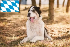 Mehr über den Artikel erfahren Mittelasiatischer Schäferhund Züchter und Welpen in Bayern