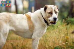 Mehr über den Artikel erfahren Mittelasiatischer Schäferhund Züchter und Welpen in Bourgogne-Franche-Comté