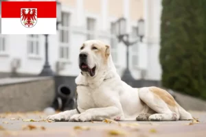 Mehr über den Artikel erfahren Mittelasiatischer Schäferhund Züchter und Welpen in Brandenburg