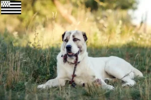 Mehr über den Artikel erfahren Mittelasiatischer Schäferhund Züchter und Welpen in der Bretagne