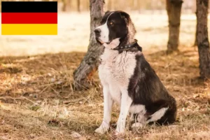 Mehr über den Artikel erfahren Mittelasiatischer Schäferhund Züchter und Welpen in Deutschland