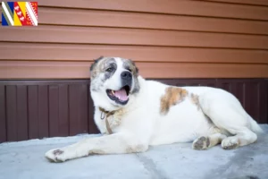 Mehr über den Artikel erfahren Mittelasiatischer Schäferhund Züchter und Welpen in Grand Est