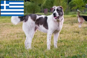 Mehr über den Artikel erfahren Mittelasiatischer Schäferhund Züchter und Welpen in Griechenland