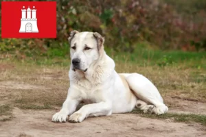 Mehr über den Artikel erfahren Mittelasiatischer Schäferhund Züchter und Welpen in Hamburg