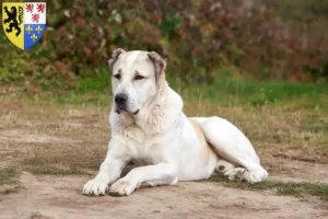 Mehr über den Artikel erfahren Mittelasiatischer Schäferhund Züchter und Welpen in Hauts-de-France
