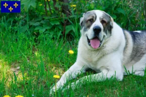 Mehr über den Artikel erfahren Mittelasiatischer Schäferhund Züchter und Welpen in Île-de-France