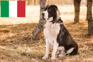 Mehr über den Artikel erfahren Mittelasiatischer Schäferhund Züchter und Welpen in Italien