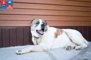 Mehr über den Artikel erfahren Mittelasiatischer Schäferhund Züchter und Welpen in Karlsbad