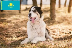 Mehr über den Artikel erfahren Mittelasiatischer Schäferhund Züchter und Welpen in Kasachstan