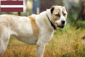 Mehr über den Artikel erfahren Mittelasiatischer Schäferhund Züchter und Welpen in Lettland