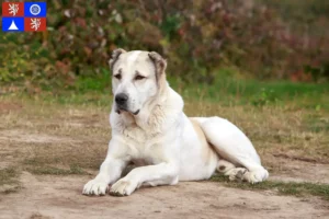 Mehr über den Artikel erfahren Mittelasiatischer Schäferhund Züchter und Welpen in Liberec