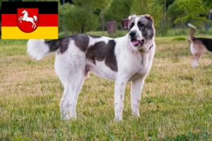 Mehr über den Artikel erfahren Mittelasiatischer Schäferhund Züchter und Welpen in Niedersachsen