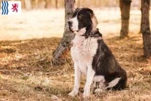 Mehr über den Artikel erfahren Mittelasiatischer Schäferhund Züchter und Welpen in Nouvelle-Aquitaine