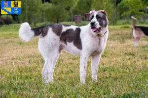 Mehr über den Artikel erfahren Mittelasiatischer Schäferhund Züchter und Welpen in Olmütz