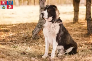 Mehr über den Artikel erfahren Mittelasiatischer Schäferhund Züchter und Welpen in Pardubice