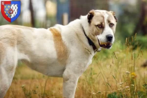 Mehr über den Artikel erfahren Mittelasiatischer Schäferhund Züchter und Welpen in Pays de la Loire