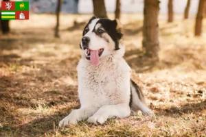Mehr über den Artikel erfahren Mittelasiatischer Schäferhund Züchter und Welpen in Pilsen