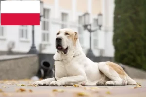 Mehr über den Artikel erfahren Mittelasiatischer Schäferhund Züchter und Welpen in Polen