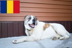 Mehr über den Artikel erfahren Mittelasiatischer Schäferhund Züchter und Welpen in Rumänien