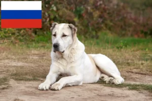 Mehr über den Artikel erfahren Mittelasiatischer Schäferhund Züchter und Welpen in Russland