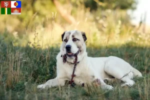 Mehr über den Artikel erfahren Mittelasiatischer Schäferhund Züchter und Welpen in Südböhmen