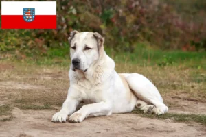 Mehr über den Artikel erfahren Mittelasiatischer Schäferhund Züchter und Welpen in Thüringen