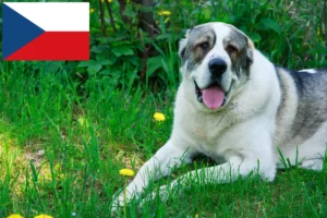 Mehr über den Artikel erfahren Mittelasiatischer Schäferhund Züchter und Welpen in Tschechien