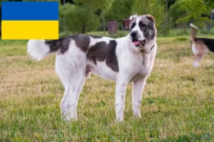 Mehr über den Artikel erfahren Mittelasiatischer Schäferhund Züchter und Welpen in der Ukraine