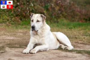 Mehr über den Artikel erfahren Mittelasiatischer Schäferhund Züchter und Welpen in Vysočina