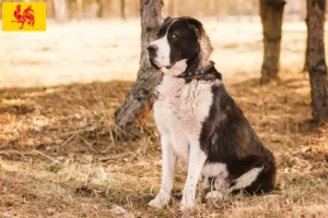 Mehr über den Artikel erfahren Mittelasiatischer Schäferhund Züchter und Welpen in Wallonische Region