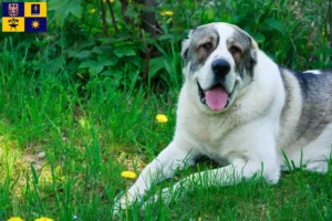 Mehr über den Artikel erfahren Mittelasiatischer Schäferhund Züchter und Welpen in Zlín