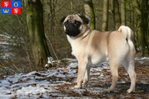 Mehr über den Artikel erfahren Mops Züchter und Welpen in Hradec Králové