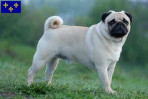 Mehr über den Artikel erfahren Mops Züchter und Welpen in Île-de-France